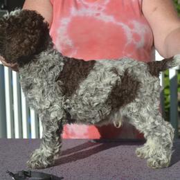 Boy 4 - male Lagotto Romagnolo puppy in Millbury, Massachusetts from RaceCity