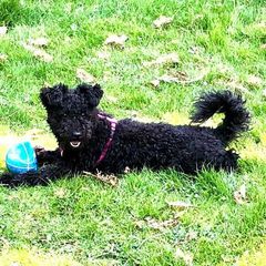 Pumi Puppies from MayaLu Dogs