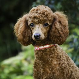 Scarlett - Poodle
