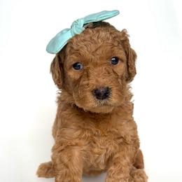Paloma - Apricot female Goldendoodle puppy in Mount Pleasant, Tennessee from Doodle My Heart
