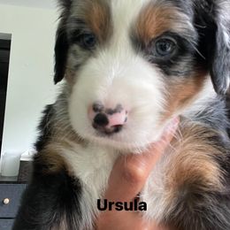 Aussiedoodle and Australian Shepherd Puppies from Loving Puppy Paws Kennel