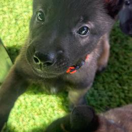 Orange Collar Female Queen Loris Maloyd - Fawn sable female Belgian Malinois puppy in Boise, Idaho from Wings of Freedom Retrievers and Malinois