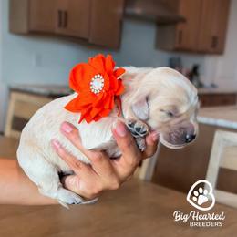 Vanya - Cream female Goldendoodle puppy in Utah County, Utah from Big Hearted Breeders