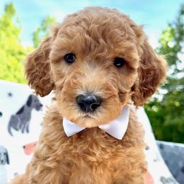 White Collar Boy - Red male Double Doodle puppy in Clarks Hill, South Carolina from Rosie’s Double Doodles