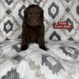 Ham - Liver male German Shepherd puppy in New Cambria, Missouri from Des Hausraben Shepherds