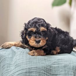 Cockapoo Puppies from Greta's Cockapoos