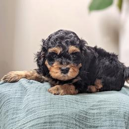 Cockapoo Puppies from Greta's Cockapoos