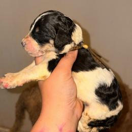 Norma - Parti female Poodle puppy in Toledo, Ohio from Exquisite Dalmatians & Standard Poodles