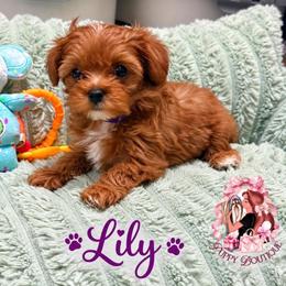 Lily - Brown female Maltipoo puppy in Concord, California from Puppy Boutique