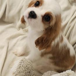 Lloyd - Cavalier King Charles Spaniel