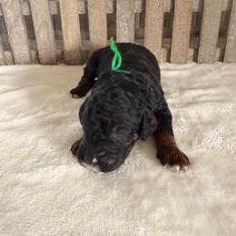 Firecracker - Phantom male Goldendoodle puppy in Luana, Iowa from Country View Bernedoodles and Goldendoodles