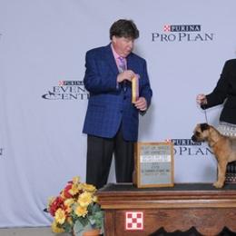 Border Terriers from Thistle Hill