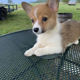 American Corgi and Pembroke Welsh Corgi Puppies from Clover Meadows Farm Corgis