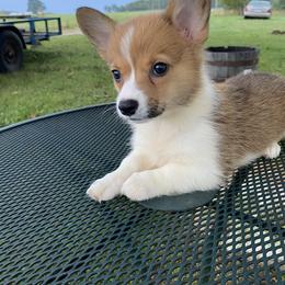 American Corgi and Pembroke Welsh Corgi Puppies from Clover Meadows Farm Corgis