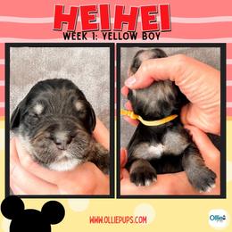 Hei Hey (Yellow) - male Golden Mountain Doodle puppy in Boiling Springs, South Carolina from OlliePups, LLC