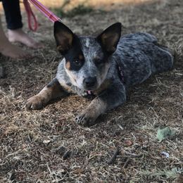 Australian Cattle Dog Puppies from Heirloom Ranch