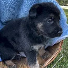 German Shepherds from BellaBey Farms
