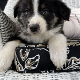 Danny - Black tri-color male Australian Shepherd puppy in Bainbridge, Ohio from CK Aussies