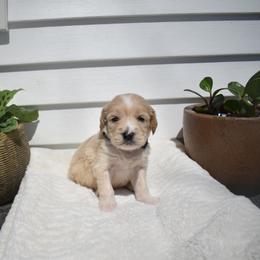 Aussiedoodle and Goldendoodle Puppies from Classic City Doodles