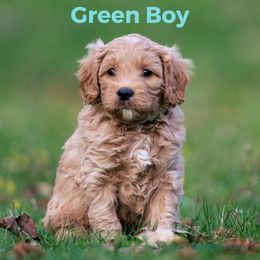 Boy 2 - Australian Labradoodle puppy in Darien, Connecticut from Nutmeg by the Sea Australian Labradoodles