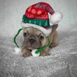 Goff - Blue fawn male French Bulldog puppy in Sterling Heights, Michigan from Freshwater Frenchies