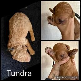 Tundra - Red  male Poodle puppy in Mount Vernon, Illinois from AMC Poodles