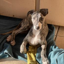 Whippet puppies from Kaizen Show Dogs