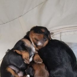 Yorkshire Terrier Puppies from Angela Coleman