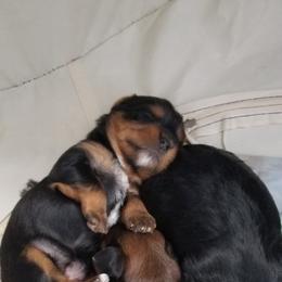 Yorkshire Terrier Puppies from Angela Coleman