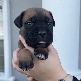 Cane Corso Puppies from Valyrian Cane Corsos
