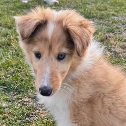 Denim - Sable merle and white female Collie puppy in Charleston, West Virginia from Tucker Creek Collies