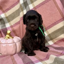 Mr. Duvall - Brown male Portuguese Water Dog puppy in Raleigh, North Carolina from Turnabout PWD