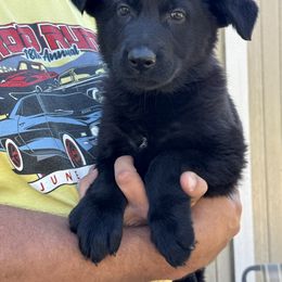 Pink - Black female German Shepherd puppy in Jennings, Kansas from Lost Creek German Shepherds LLC
