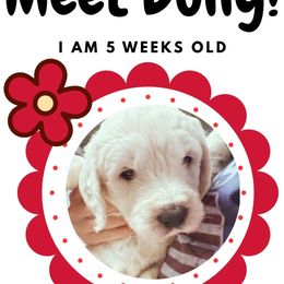 DOLLY - Cream female Goldendoodle puppy in Athens, Tennessee from SUPERDog Doodles