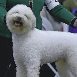 Lagotto Romagnolo puppies from Two By Two Lagotto