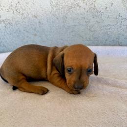 Shelby - Red female Dachshund puppy in Perris, California from Doxie_pupps