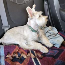 Louie - Miniature Schnauzer