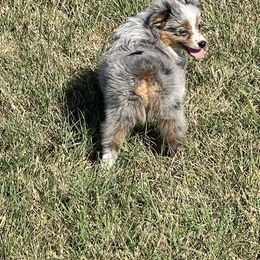 Miniature Australian Shepherd Puppies from SR Toy & Mini Aussies