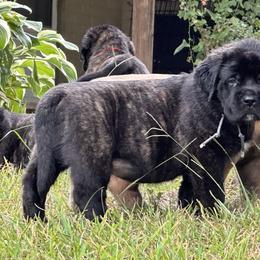Mastiff Puppies from Beaver Creek Mastiffs