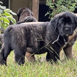 Mastiff Puppies from Beaver Creek Mastiffs