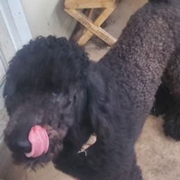 Goldendoodles, Poodles, and Shih Tzus from Dixie Doodles and More
