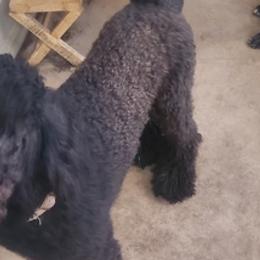 Goldendoodles, Poodles, and Shih Tzus from Dixie Doodles and More