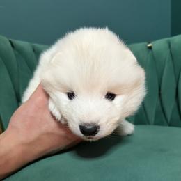 Pancake - White male Samoyed puppy in Tremonton, Utah from Sugar Sweet Samoyeds