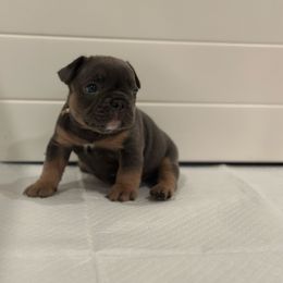 White collar - Tricolors male French Bulldog puppy in Washington from Pawcific Coast Bullies