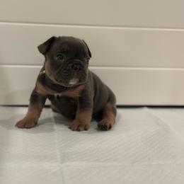 White collar - Tricolors male French Bulldog puppy in Washington from Pawcific Coast Bullies
