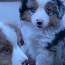 Miniature American Shepherd Puppies from Elite Miniature American Shepherds