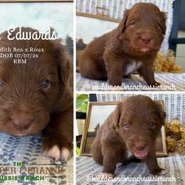 Mr. Edwards - Red & white male Australian Shepherd puppy in Temecula, California from Boulder & Branch Aussie Ranch