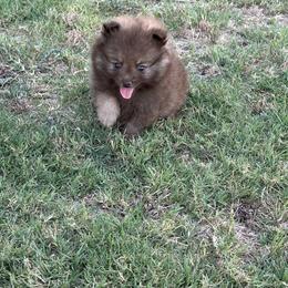 Pomeranians from Ooh- la-la Poms/Frenchies