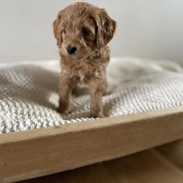 Bernedoodle, Goldendoodle, and Poodle Puppies from Central Valley Canine Companions