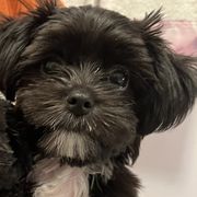 Toby - Shorkie